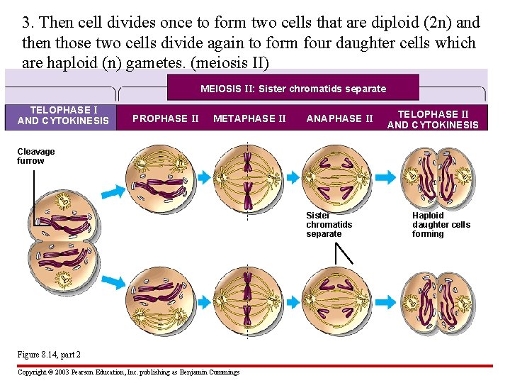 3. Then cell divides once to form two cells that are diploid (2 n)