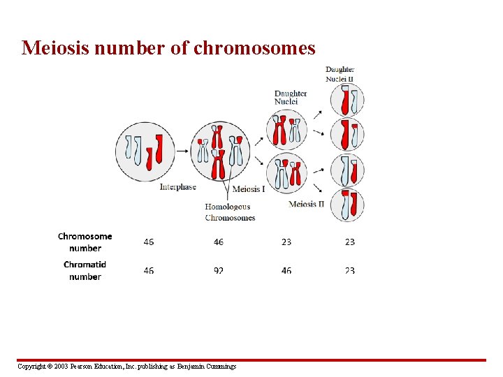 Meiosis number of chromosomes Copyright © 2003 Pearson Education, Inc. publishing as Benjamin Cummings