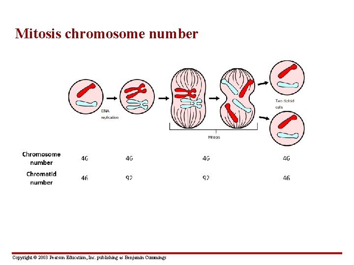 Mitosis chromosome number Copyright © 2003 Pearson Education, Inc. publishing as Benjamin Cummings 