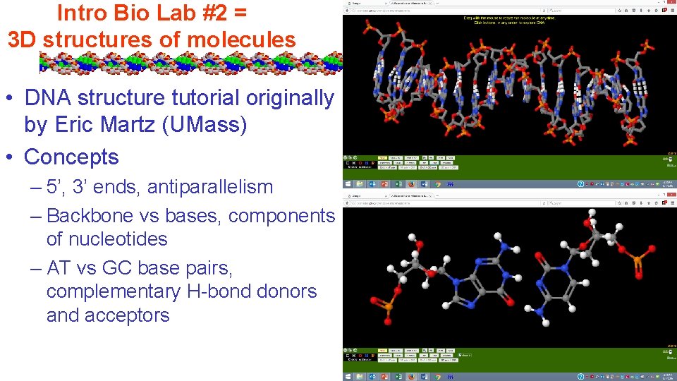 Intro Bio Lab #2 = 3 D structures of molecules • DNA structure tutorial