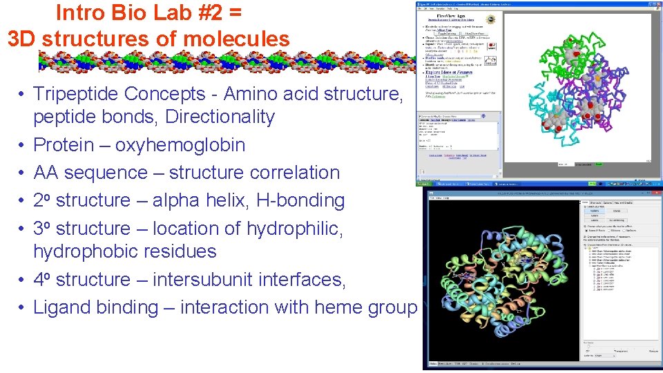 Intro Bio Lab #2 = 3 D structures of molecules • Tripeptide Concepts -