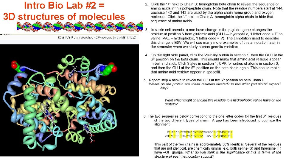 Intro Bio Lab #2 = 3 D structures of molecules 