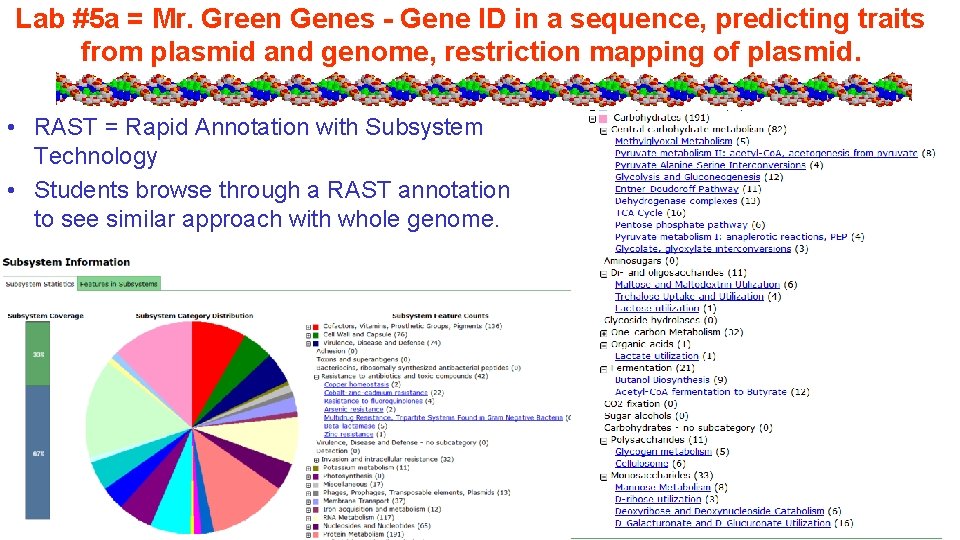 Lab #5 a = Mr. Green Genes - Gene ID in a sequence, predicting