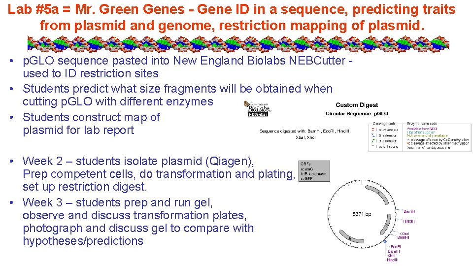 Lab #5 a = Mr. Green Genes - Gene ID in a sequence, predicting