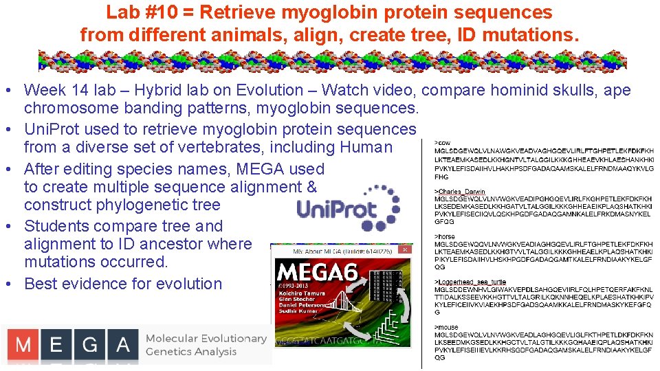 Lab #10 = Retrieve myoglobin protein sequences from different animals, align, create tree, ID