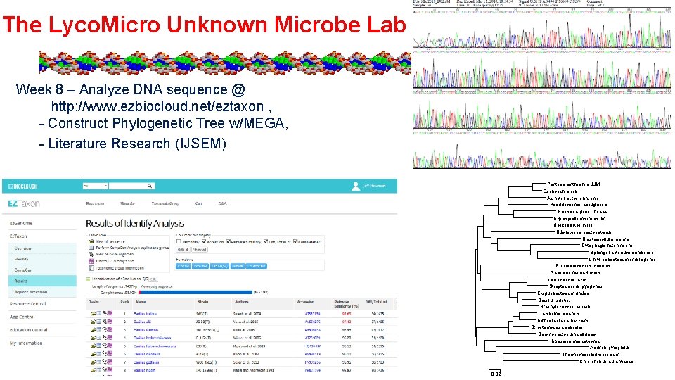 The Lyco. Micro Unknown Microbe Lab Week 8 – Analyze DNA sequence @ http: