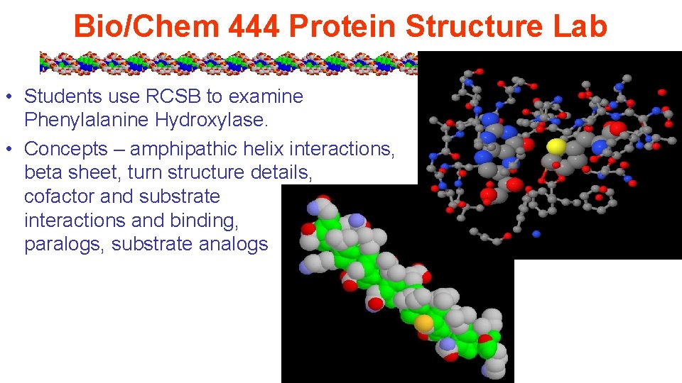 Bio/Chem 444 Protein Structure Lab • Students use RCSB to examine Phenylalanine Hydroxylase. •