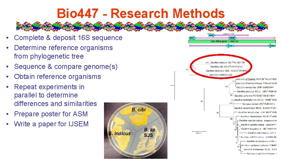 Bio 447 - Research Methods • Complete & deposit 16 S sequence • Determine