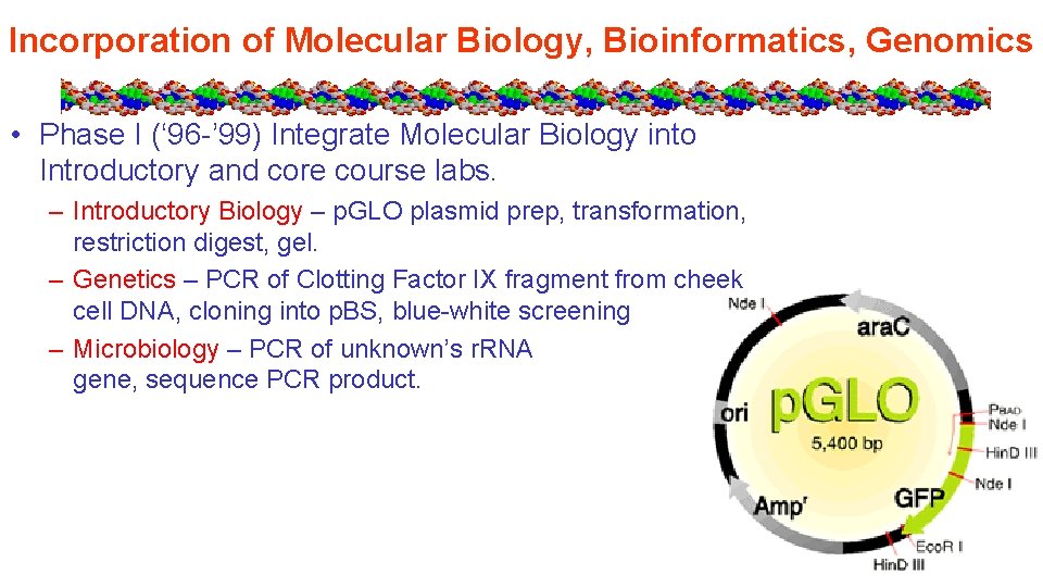 Incorporation of Molecular Biology, Bioinformatics, Genomics • Phase I (‘ 96 -’ 99) Integrate