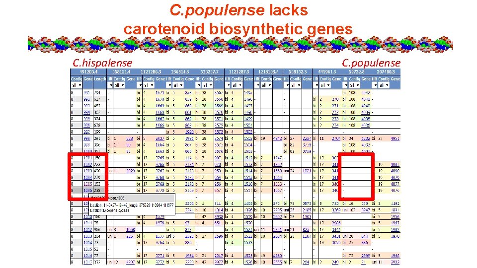 C. populense lacks carotenoid biosynthetic genes C. hispalense C. populense 