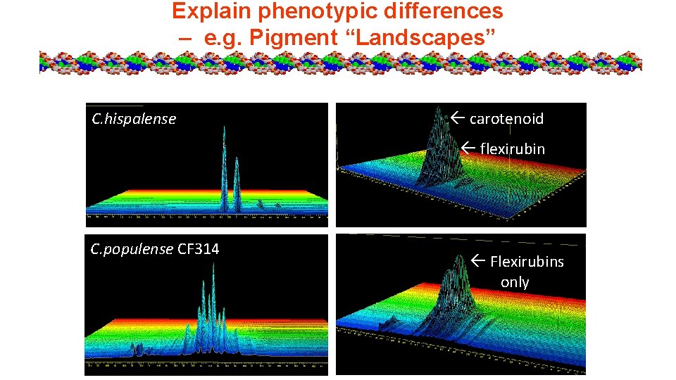 Explain phenotypic differences – e. g. Pigment “Landscapes” C. hispalense carotenoid flexirubin C. populense