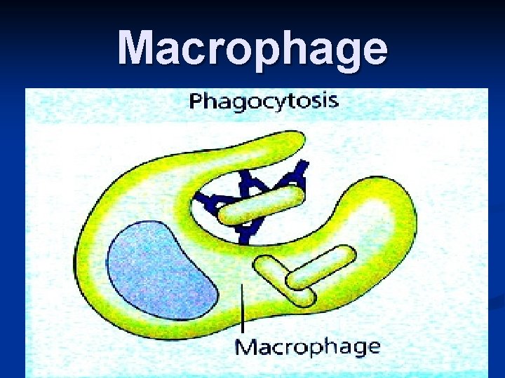 Macrophage 
