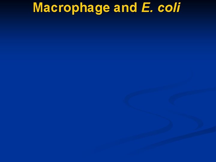 Macrophage and E. coli 