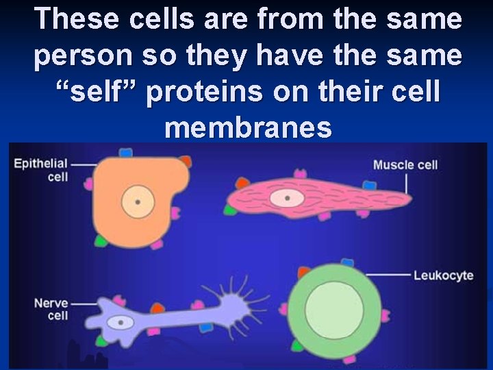 These cells are from the same person so they have the same “self” proteins