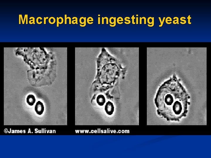 Macrophage ingesting yeast 