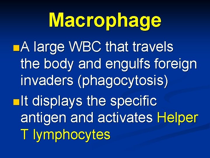 Macrophage n. A large WBC that travels the body and engulfs foreign invaders (phagocytosis)