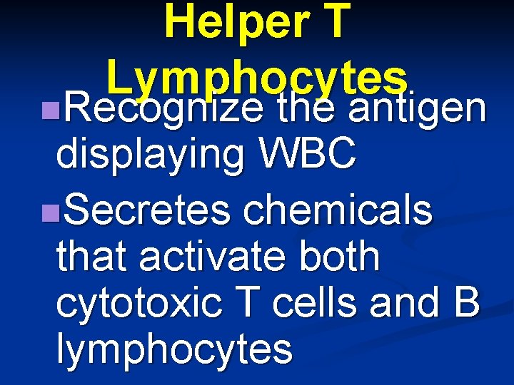 Helper T Lymphocytes n. Recognize the antigen displaying WBC n. Secretes chemicals that activate