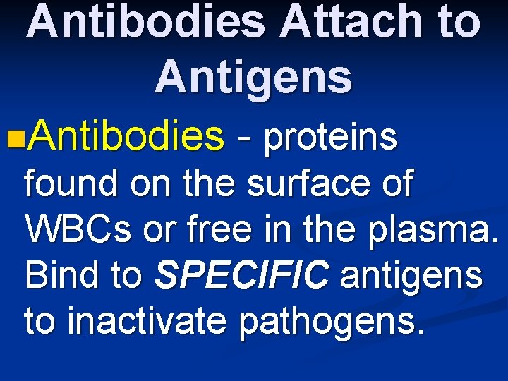 Antibodies Attach to Antigens n. Antibodies - proteins found on the surface of WBCs