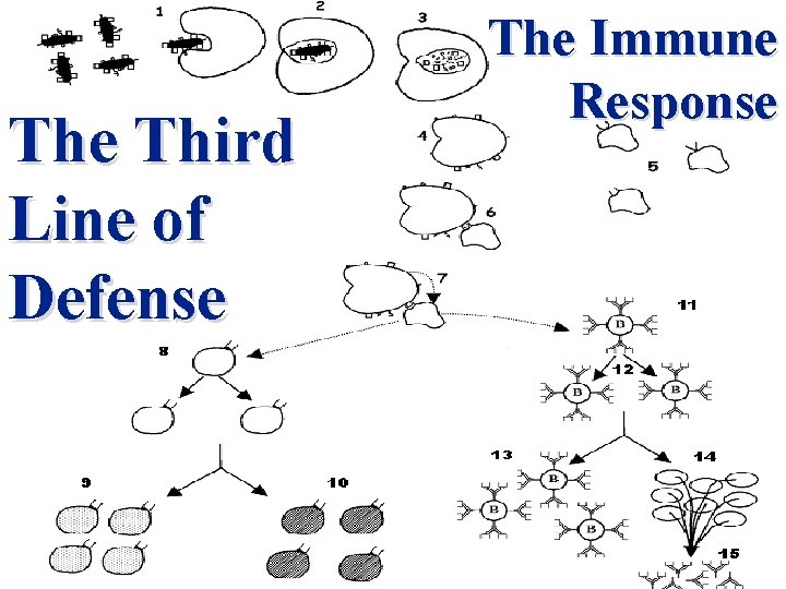 The Third Line of Defense The Immune Response 
