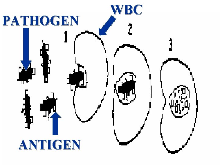 PATHOGEN ANTIGEN WBC 