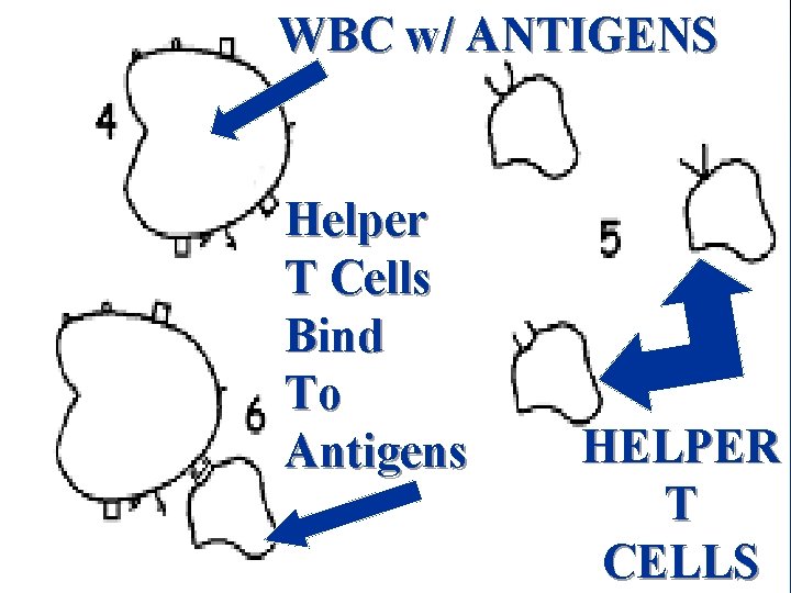 WBC w/ ANTIGENS Helper T Cells Bind To Antigens HELPER T CELLS 