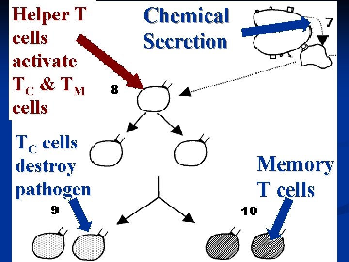 Helper T cells activate TC & TM cells TC cells destroy pathogen Chemical Secretion