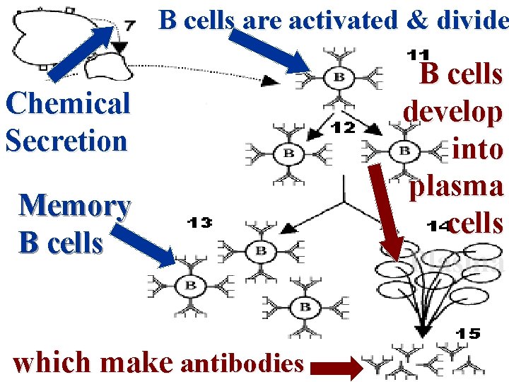 B cells are activated & divide Chemical Secretion Memory B cells which make antibodies