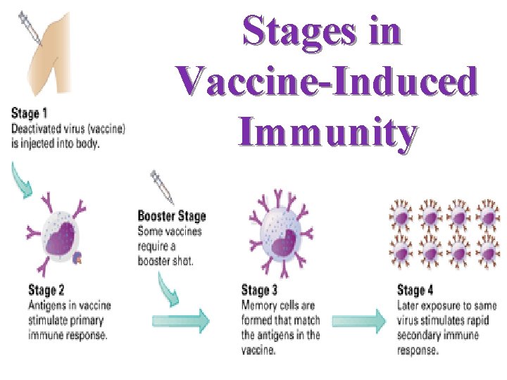 Stages in Vaccine-Induced Immunity 