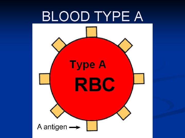 BLOOD TYPE A 