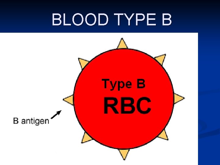 BLOOD TYPE B 