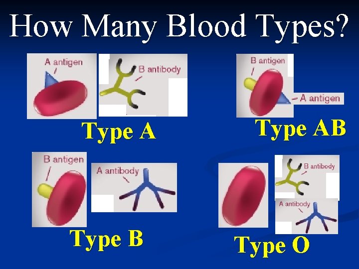 How Many Blood Types? Type A Type B Type AB Type O 