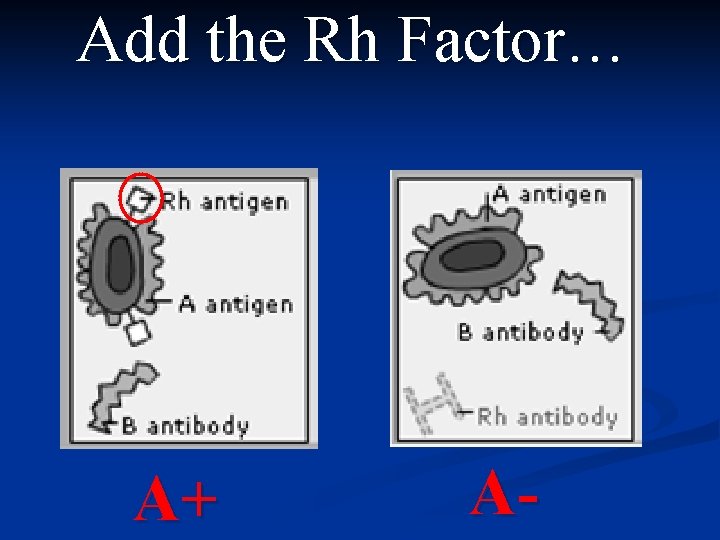Add the Rh Factor… A+ A- 