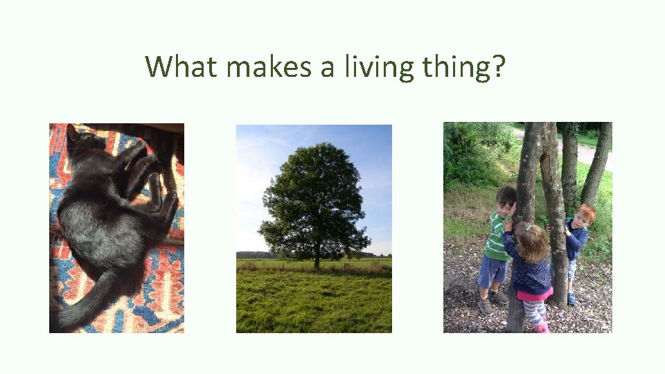 What makes a living thing? 