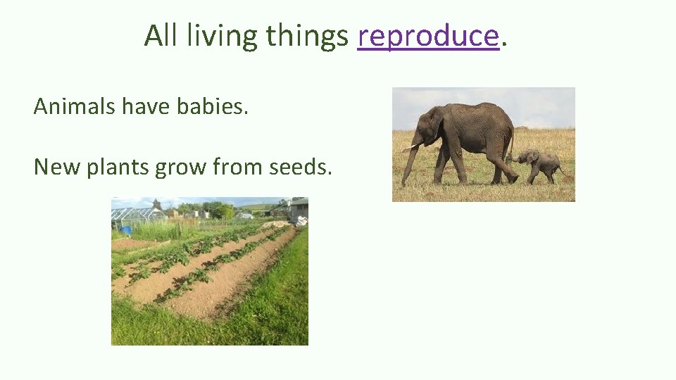 All living things reproduce. Animals have babies. New plants grow from seeds. 