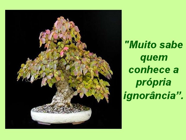 "Muito sabe quem conhece a própria ignorância”. 