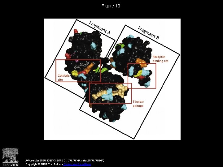 Figure 10 JPharm. Sci 2020 109543 -557 DOI: (10. 1016/j. xphs. 2019. 10. 047)