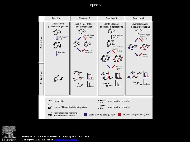 Figure 2 JPharm. Sci 2020 109543 -557 DOI: (10. 1016/j. xphs. 2019. 10. 047)