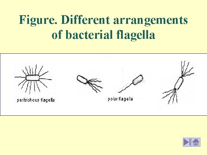 Figure. Different arrangements of bacterial flagella 