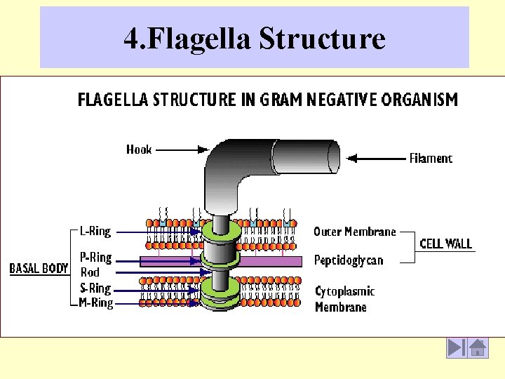 4. Flagella Structure 