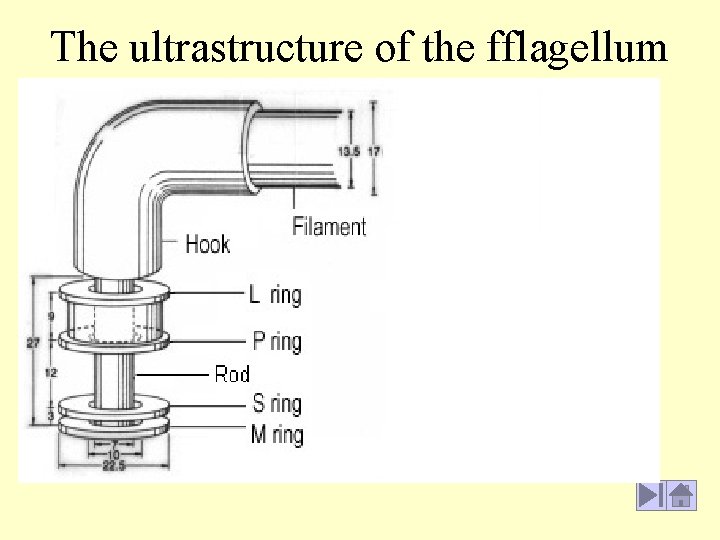 The ultrastructure of the fflagellum 