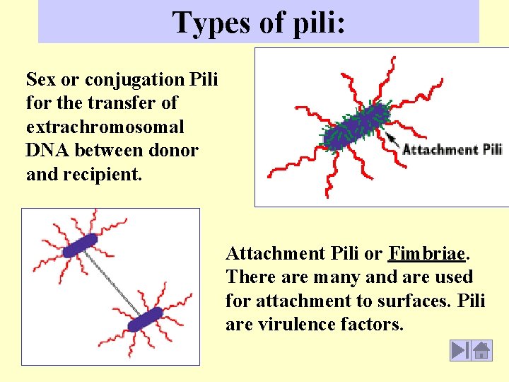 Types of pili: Sex or conjugation Pili for the transfer of extrachromosomal DNA between