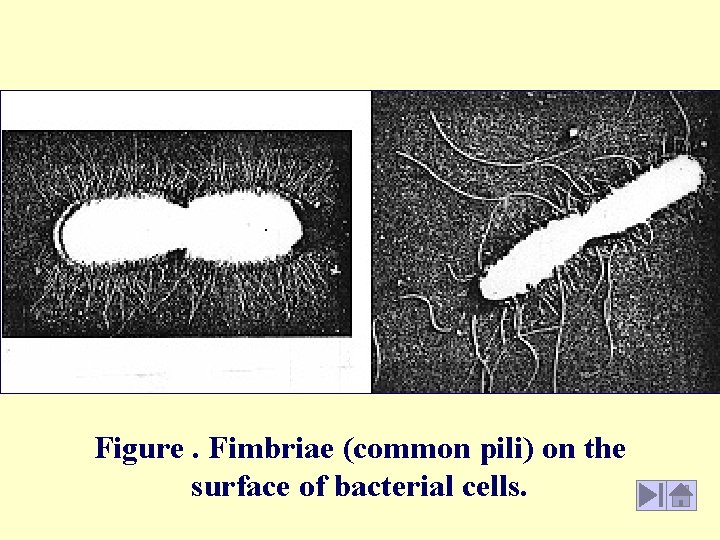 Figure. Fimbriae (common pili) on the surface of bacterial cells. 