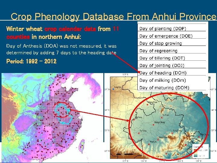 Crop Phenology Database From Anhui Province Winter wheat crop calendar data from 11 counties