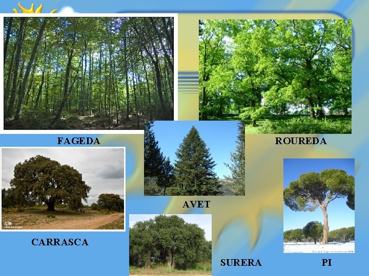 FAGEDA ROUREDA AVET CARRASCA SURERA PI 