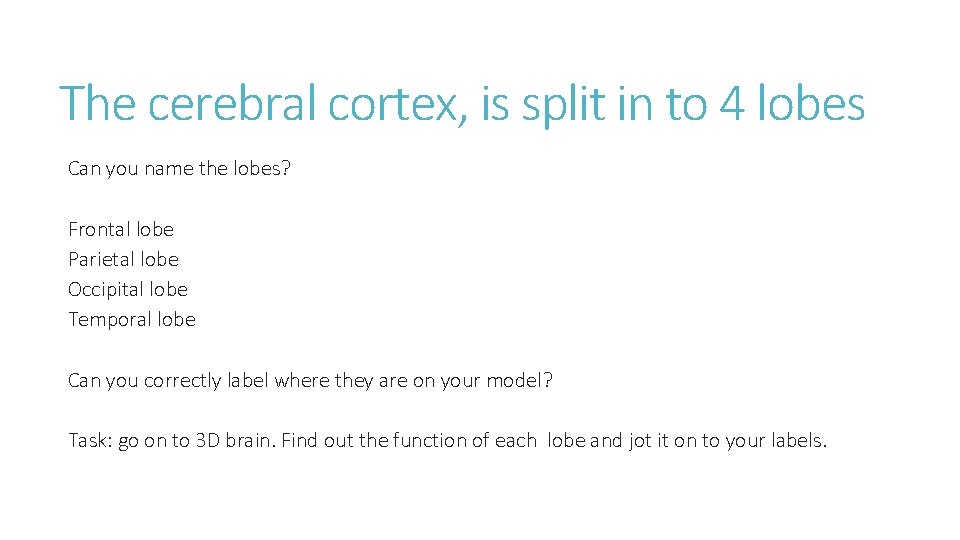 The cerebral cortex, is split in to 4 lobes Can you name the lobes?