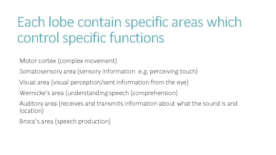Each lobe contain specific areas which control specific functions Motor cortex (complex movement) Somatosensory