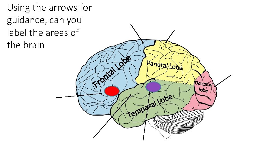 Using the arrows for guidance, can you label the areas of the brain t