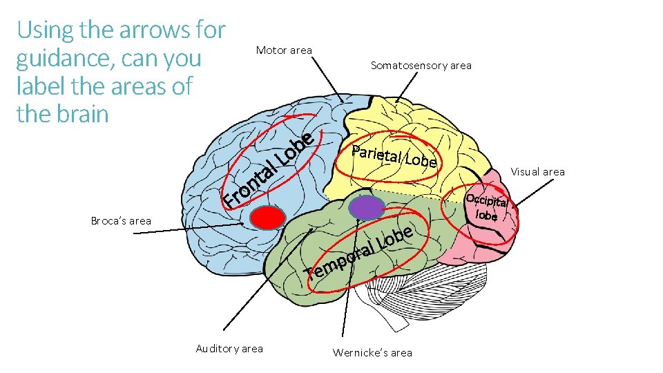 Using the arrows for guidance, can you label the areas of the brain Broca’s