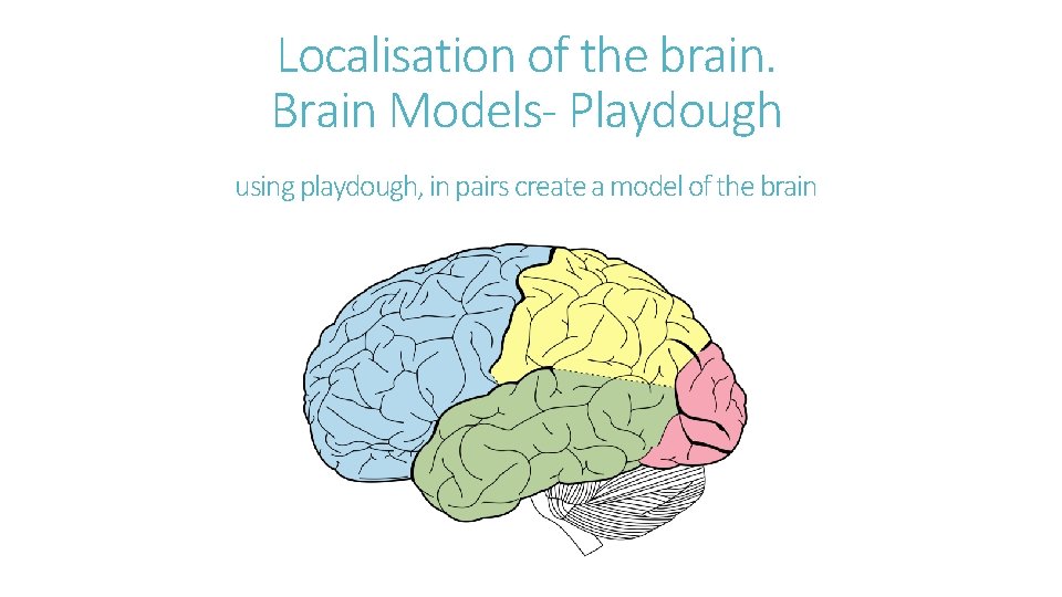 Localisation of the brain. Brain Models- Playdough using playdough, in pairs create a model