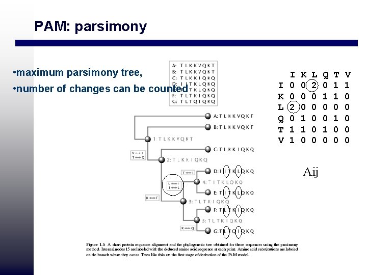 PAM: parsimony • maximum parsimony tree, • number of changes can be counted I